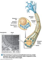 Schwann cell enclosing unmyelinated axons