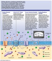Processes That Produce the Resting Membrane Potential