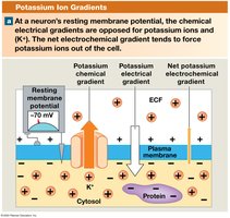 Electrochemical Gradients for Potassium