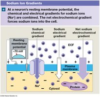 Electrochemical Gradients for Sodium