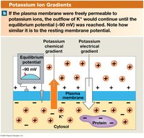 Equilibrium Potential for Potassium
