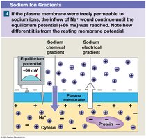 Equilibrium Potential for Sodium
