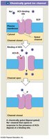 Chemically gated ion channel