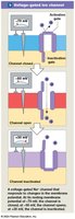 Voltage-gated ion channel