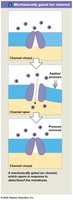 Mechanically gated ion channel