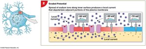 Spread of depolarization