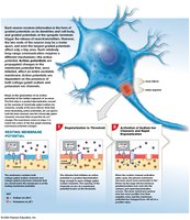 Generation of an Action Potential
