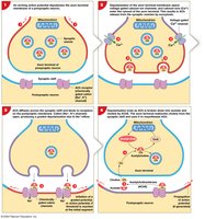 Events in the Functioning of a Cholinergic Synapse