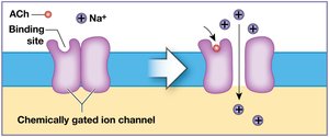 Direct effects of neurotransmitters
