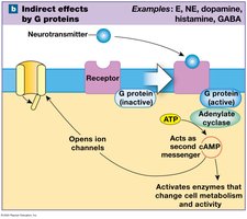 Indirect effects by G proteins