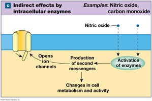 Indirect effects by intracellular enzymes
