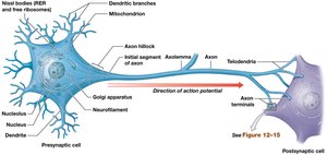 Details of neuron structure and action potential direction