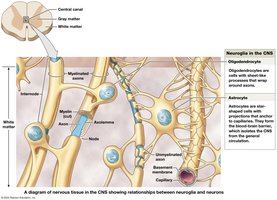 Neuroglia in the CNS: Oligodendrocytes and Astrocytes
