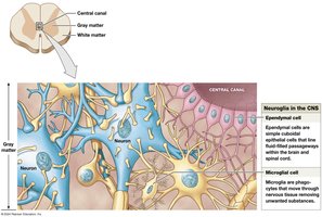 Neuroglia in the CNS: Ependymal cells and Microglia