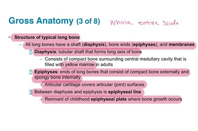 Gross anatomy of a typical long bone