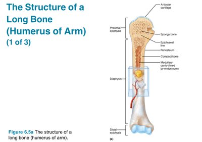 Anatomical diagram of the humerus showing labeled parts