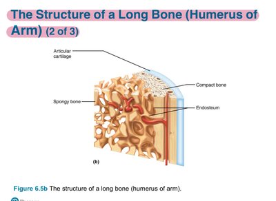 Cross-section of humerus showing compact and spongy bone