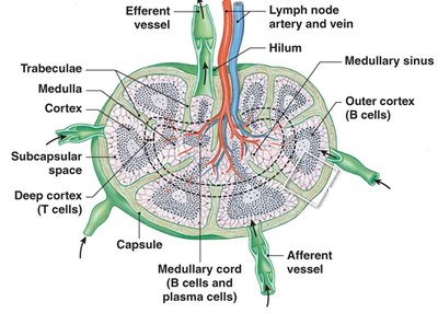 Swollen lymph node compared to normal
