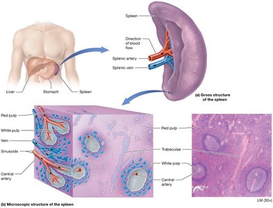 Gross and microscopic structure of the spleen