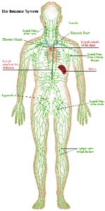 Human body showing lymphatic system organs and vessels