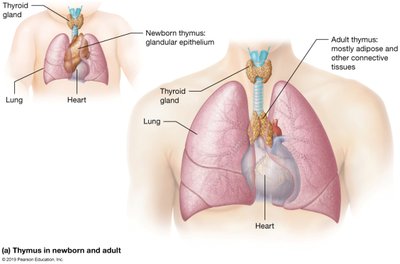 T cell maturation in thymus