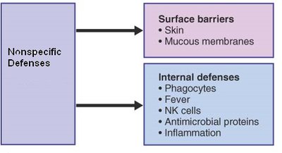 Major categories of cytokines