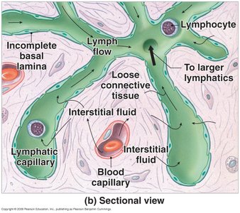 Sectional view of lymphatic capillaries