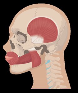 Muscles of mastication including masseter