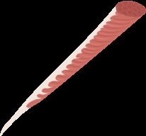 Circular muscle