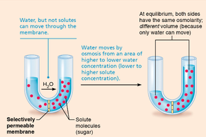 Diagram of osmosis across a membrane