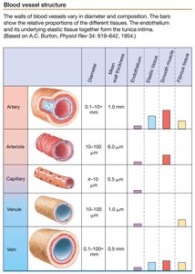 Blood vessel structure comparison table