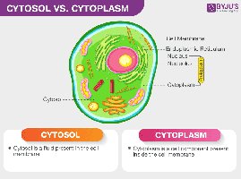 Diagram comparing cytosol and cytoplasm