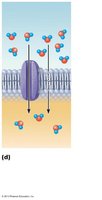 Osmosis through aquaporin channel