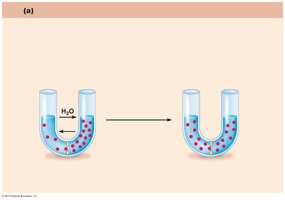 Membrane permeable to solutes and water