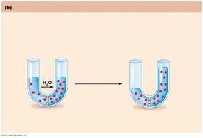 Membrane permeable to water, impermeable to solutes