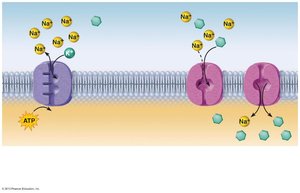 Secondary active transport: Na+-glucose symport