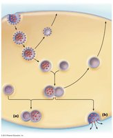 Endocytosis mediated by protein-coated pits