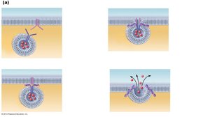 Exocytosis process