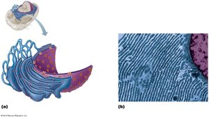 Smooth and rough endoplasmic reticulum