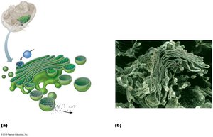 Golgi apparatus structure and vesicle formation