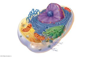 Generalized cell structure with organelles