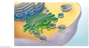 Protein synthesis and distribution from rough ER to Golgi