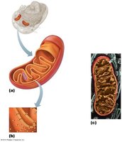 Mitochondria structure