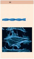 Microfilaments of the cytoskeleton