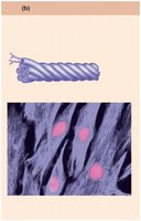 Intermediate filaments of the cytoskeleton