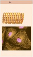 Microtubules of the cytoskeleton