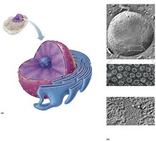 Nuclear envelope and chromatin