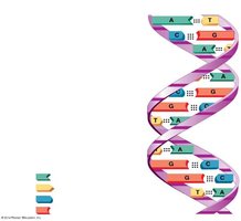 Molecular structure of DNA