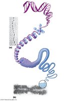Chromatin and chromosome structure