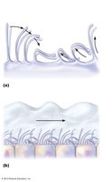Ciliary function and motion
